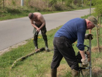 Sadzenie ostrokołów wierzbowych w Kol. Ręczno., 